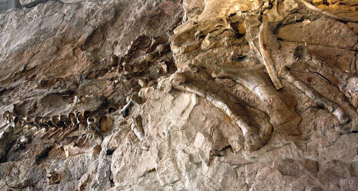 Current Extinction Rates 100 to 1,000 Times Higher, yet Sixth Mass Extinction Not Confirmed