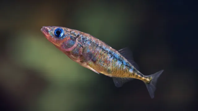 Murky Water Challenges: Sticklebacks Enhance Teamwork to Find Food