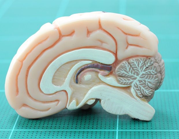 Brain Tumor Growth Restrained by Inhibitory Neurons, New Study Finds