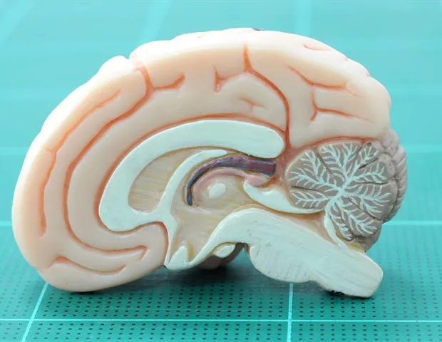 Brain Tumor Growth Restrained by Inhibitory Neurons, New Study Finds