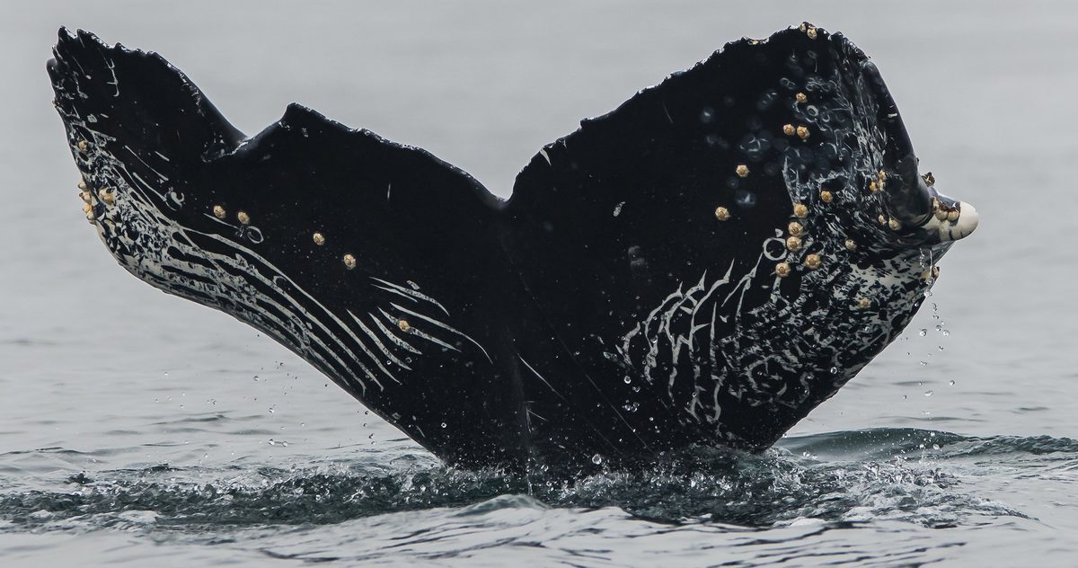 One Whale at a Time: How Fluke Photos Are Revolutionizing Conservation