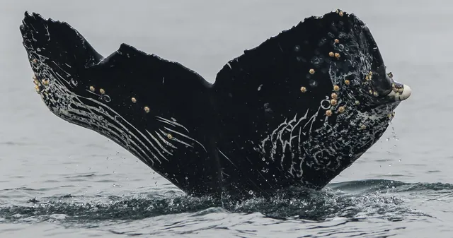 One Whale at a Time: How Fluke Photos Are Revolutionizing Conservation