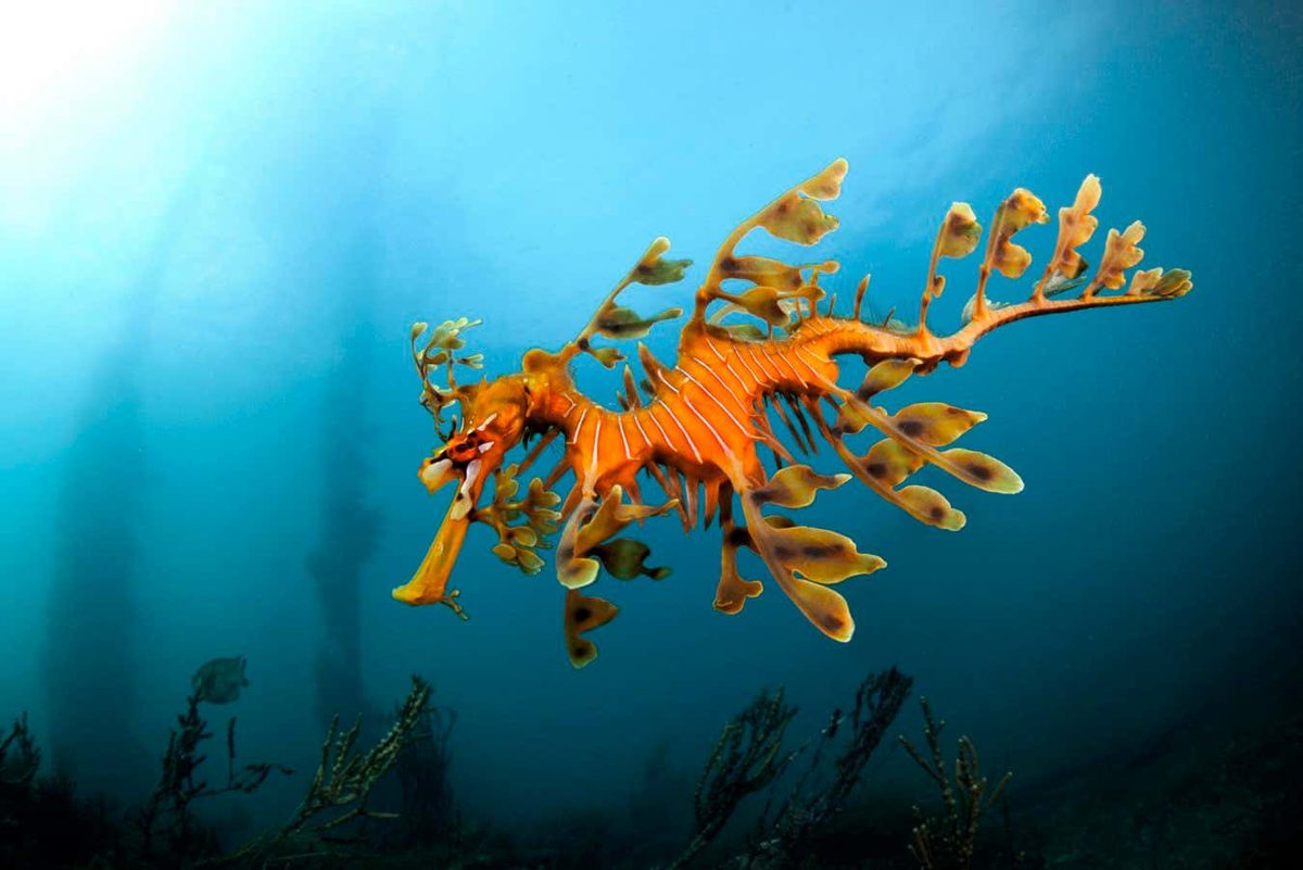 Ecological Crisis: Algal Bloom Threatens Seadragons in South Australia
