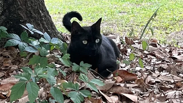 Pet Cat Helps Identify a New Mammalian Orthoreovirus Strain with Potential Human Impact
