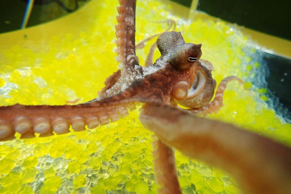 Octopuses Exhibit Body Ownership Perception Similar to Humans