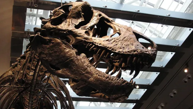 T. rex Had Human-Like Body Temperature, New Tooth Analysis Reveals