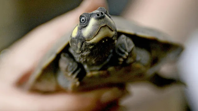 Over 41,000 Giant South American River Turtles Counted at Amazon Nesting Site