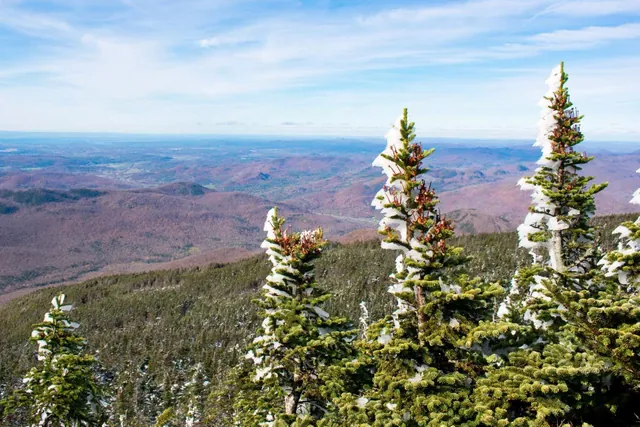 Declining Snow Cover Threatens Temperate Forests’ Role in Carbon Sequestration