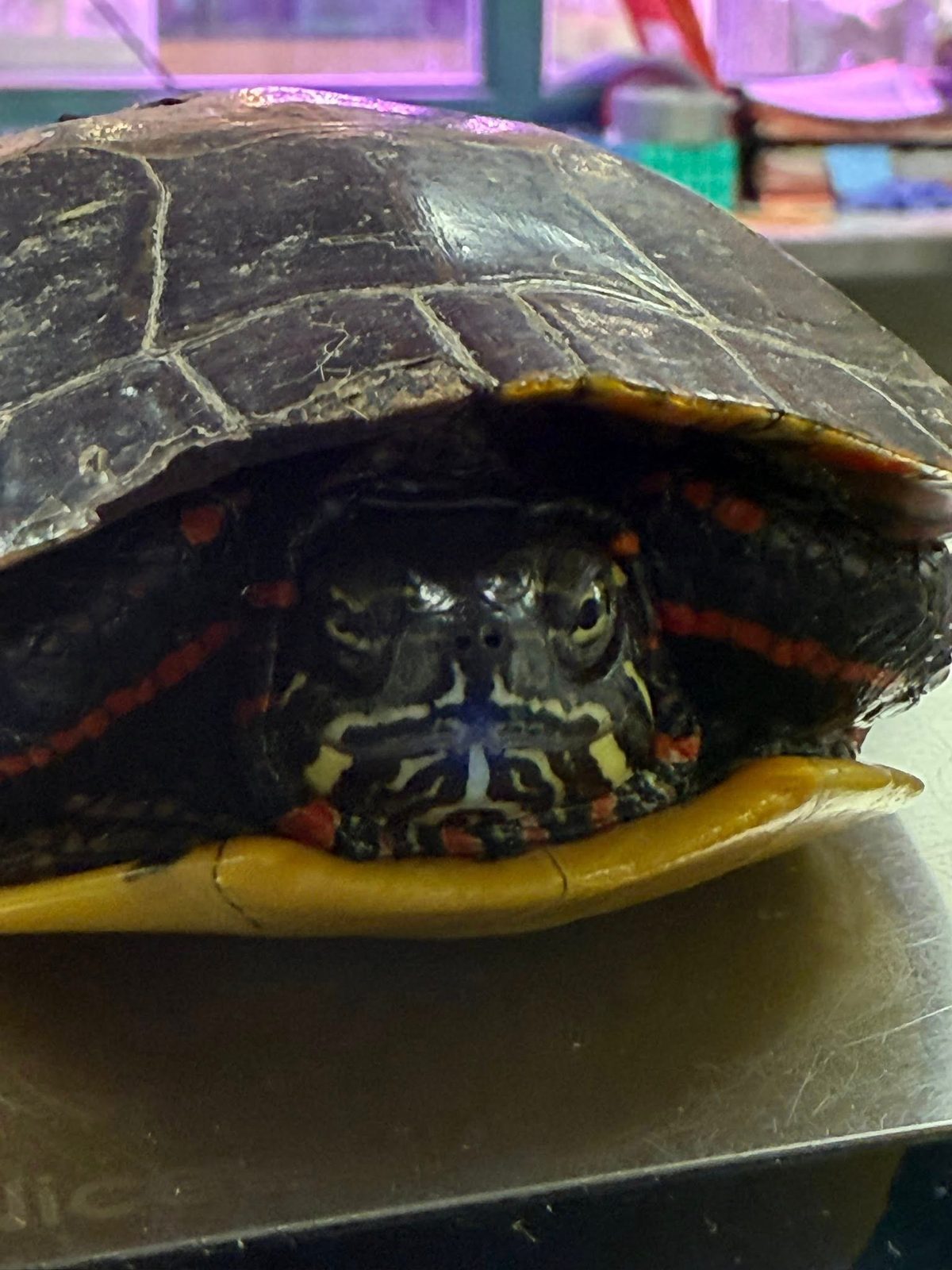 Golf Ball Injury Leaves Painted Turtle With Unique Shell Scar