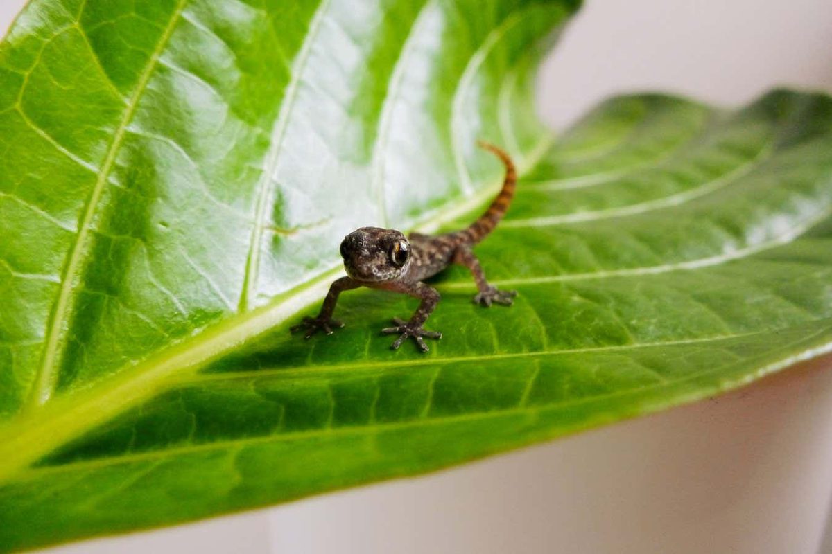 Rediscovery of the Leaf-Toed Gecko: A Success Story in Conservation on Rabida Island