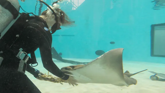 Mystic the Cownose Ray Celebrates 27th Birthday, Outliving Wild Counterparts