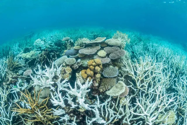 Urgent Need for Innovative Cooling Solutions to Protect the Great Barrier Reef Amid Rising Temperatures