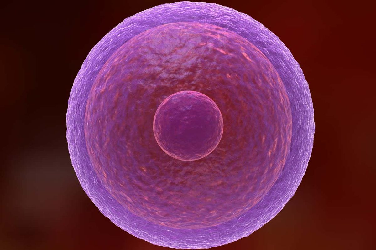 The Longevity of Human Egg Cells: A Biological Marvel