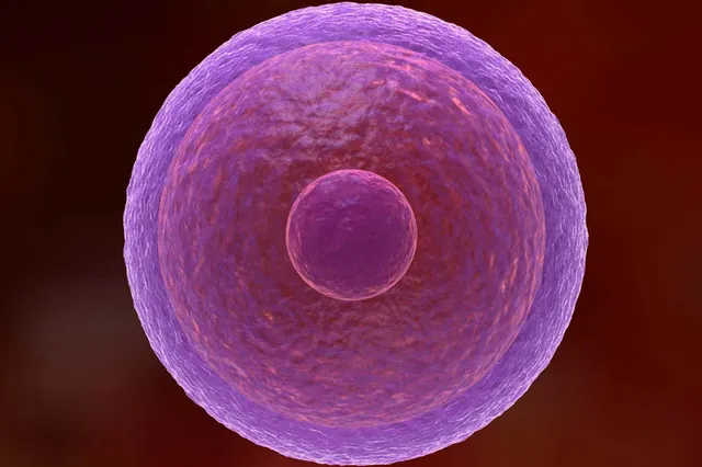 The Longevity of Human Egg Cells: A Biological Marvel