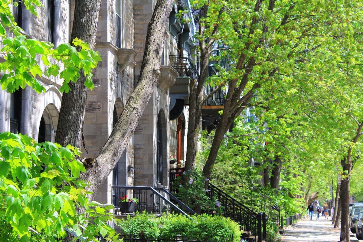 Urban Trees Thrive During Droughts Thanks to Hidden Water Sources Beneath City Streets