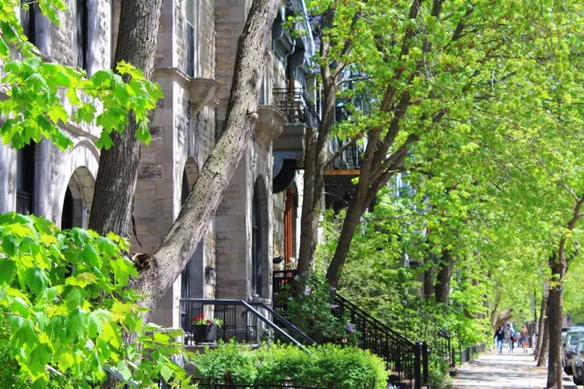 Urban Trees Thrive During Droughts Thanks to Hidden Water Sources Beneath City Streets