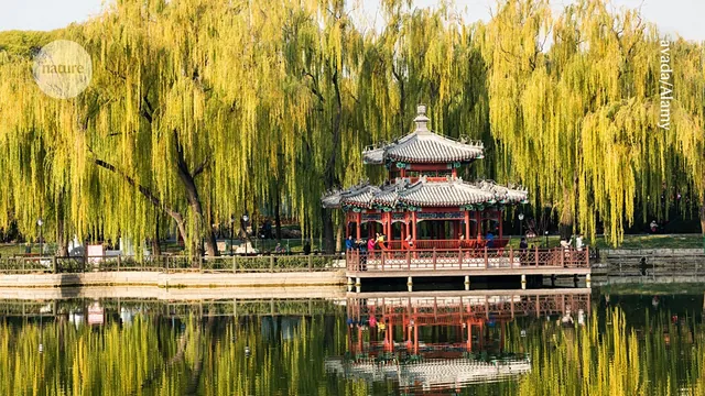 Urban Trees Exacerbate City Air Pollution by 52%, New Study Reveals