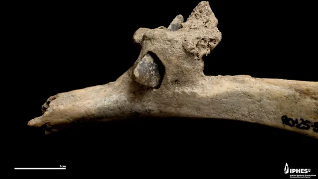4,000-Year-Old Arrow Wound Reveals Violent Conflict Among Early Shepherds