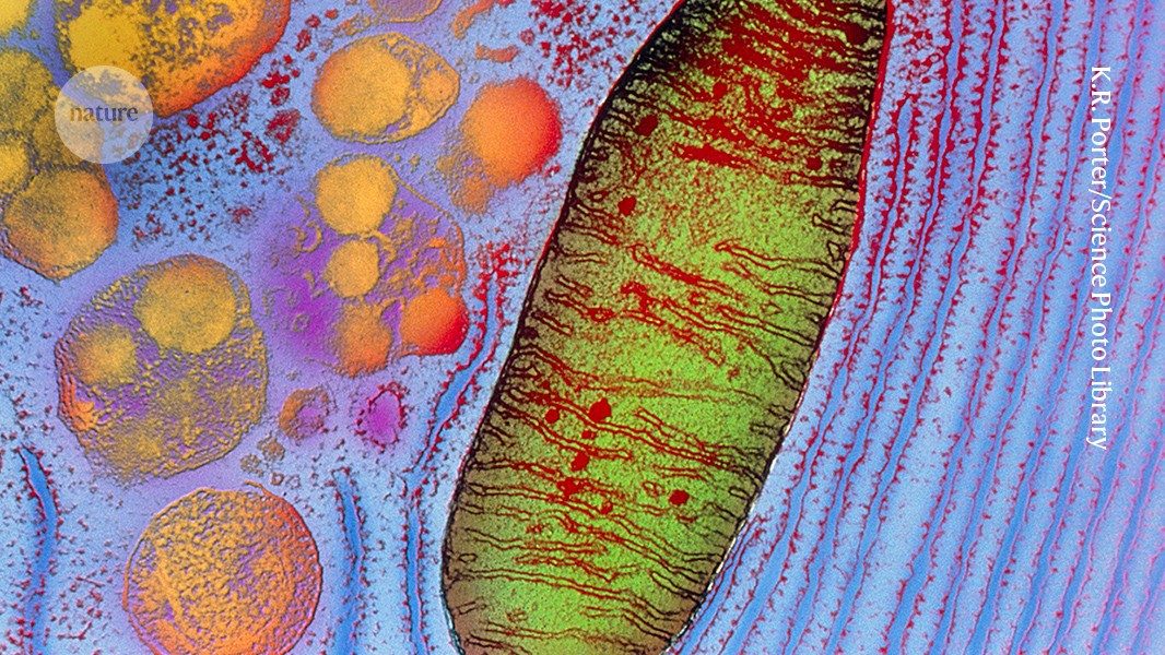 Mitochondrial Transplant Shows Safety, Limited Vision Response in Blindness Trial
