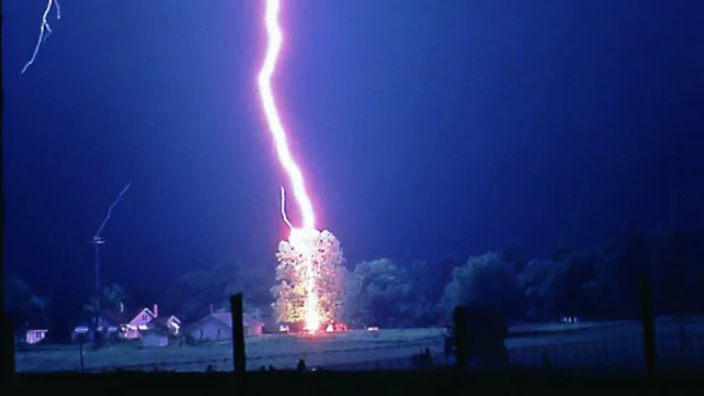 320 Million Trees Killed Annually by Lightning: Hidden Climate Threat Revealed