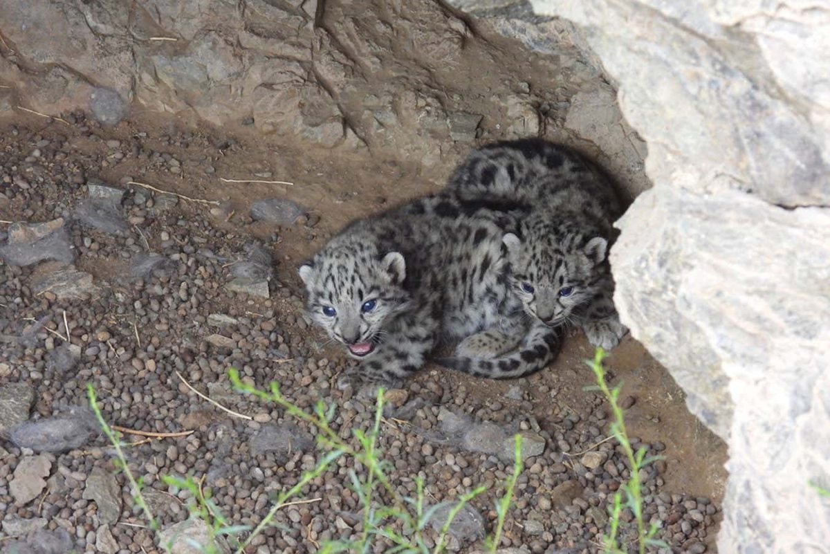 Historic Footage: Snow Leopard Cubs Spotted in Mongolia After Four Years
