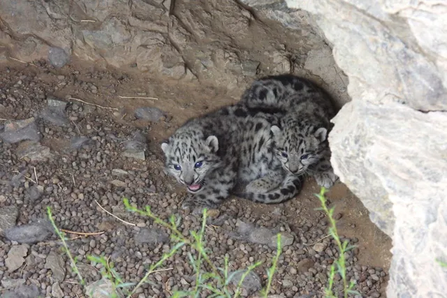 Historic Footage: Snow Leopard Cubs Spotted in Mongolia After Four Years