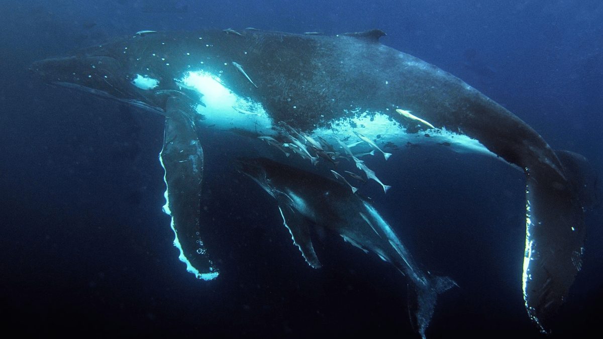Whale Watching Leads to Discovery of Humpback Maternity Ward in Great Barrier Reef