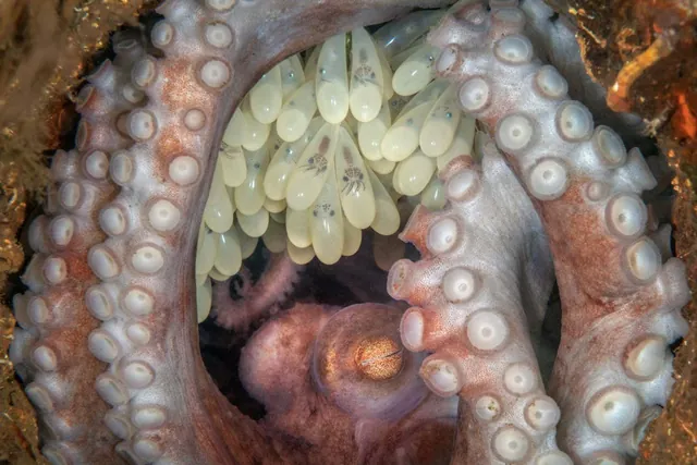 Kat Zhou's Captivating Octopus Portrait Triumphs in Prestigious Aquatic Photography Contest