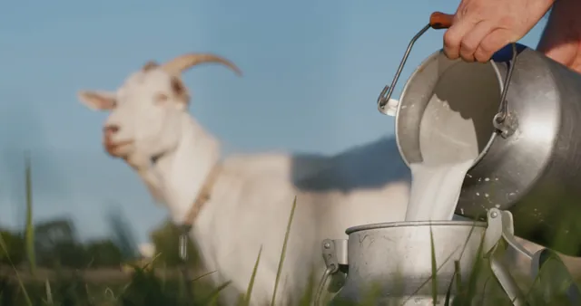 New Research Highlights Goat Milk’s Superior Benefits for Muscle Health and Aging