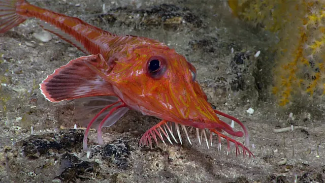 Deep-Sea Searobin Filmed Walking Backwards: A First for Fish Locomotion