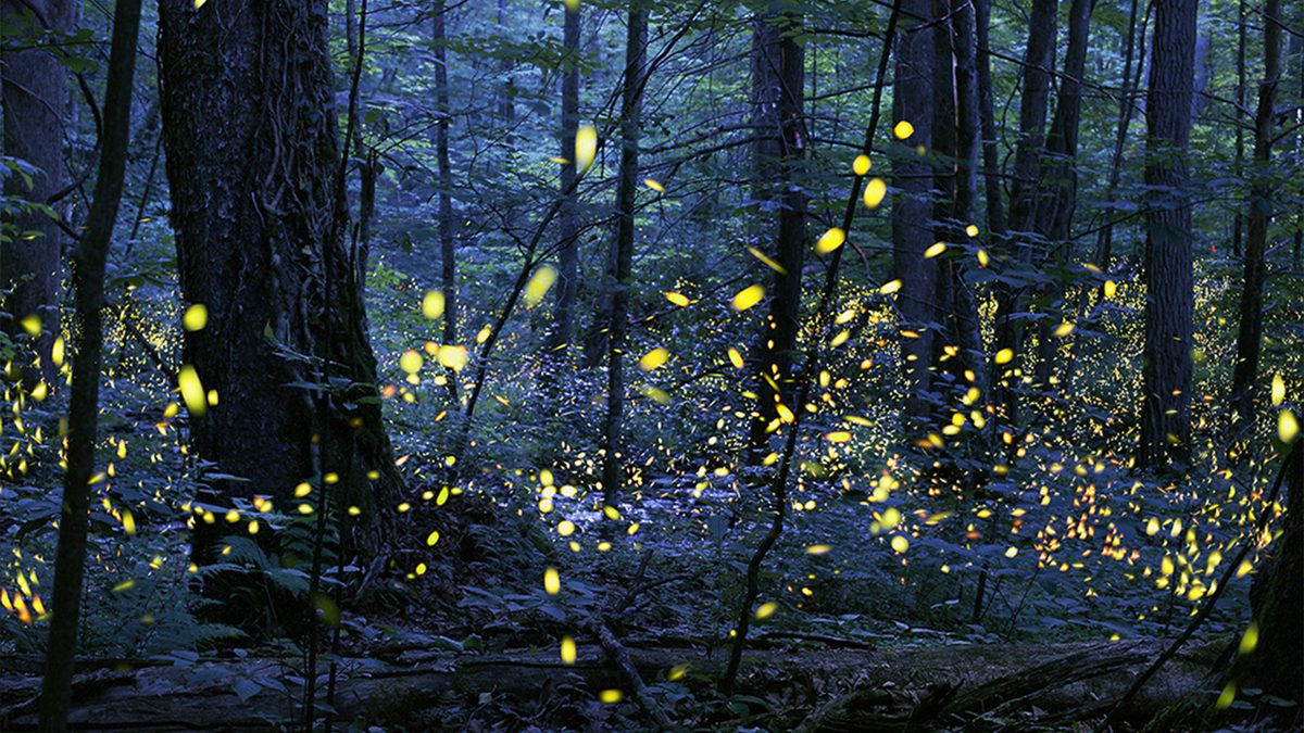 Why Firefly Sightings Surge This Summer: Up to 70% More in Some Regions