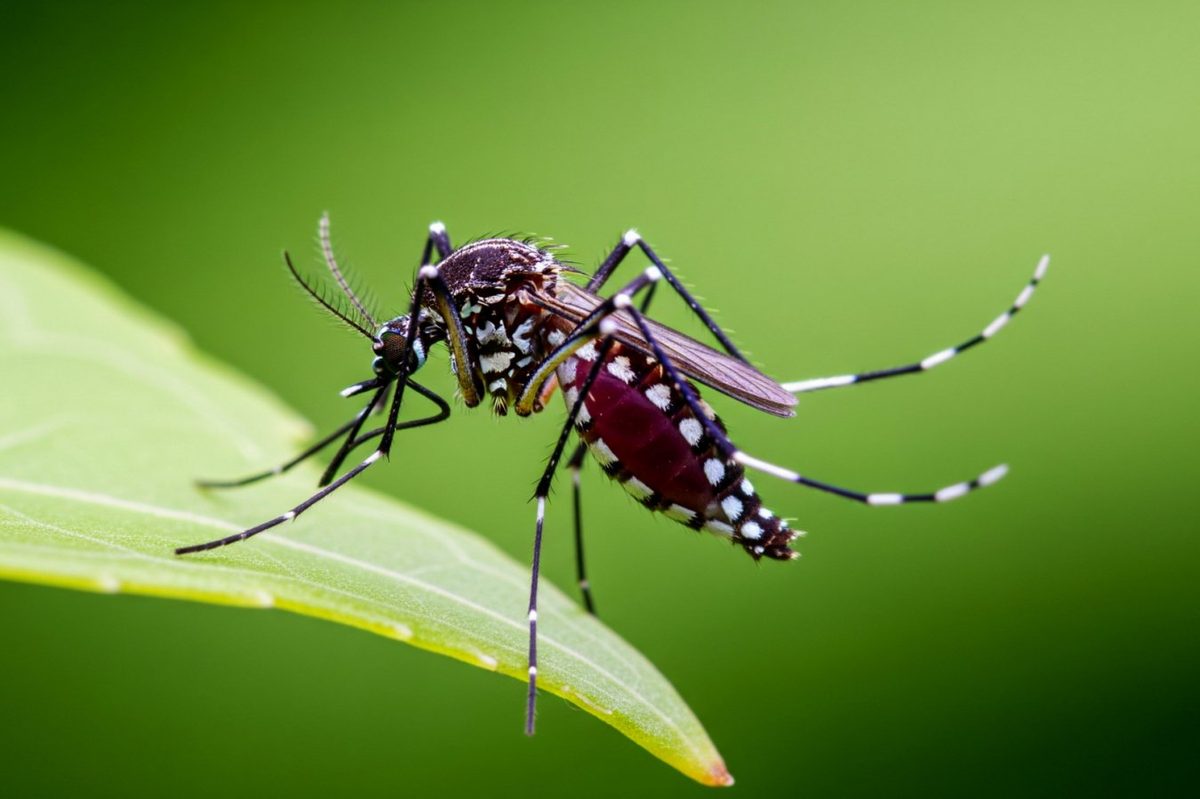 Invasive Aedes aegypti Mosquitoes Breeding in London: Low Immediate Threat, Rising Climate Concern