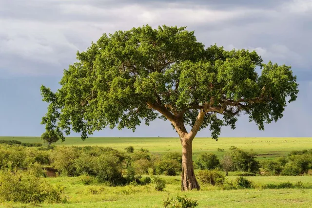 Fig Trees as Natural Carbon Sinks: Turning CO2 into Stone to Combat Climate Change