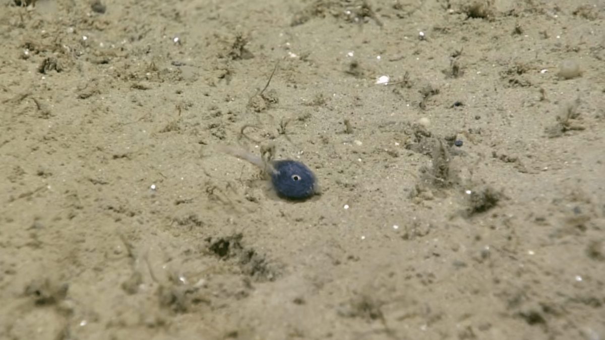Microscopic Fish Discovery Highlights Vast Unknowns of Deep Ocean