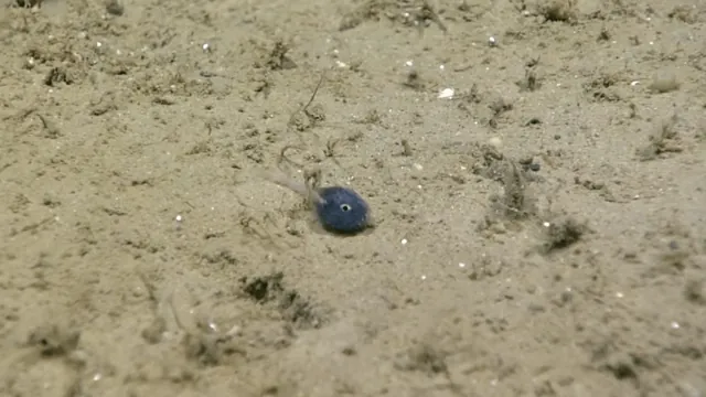 Microscopic Fish Discovery Highlights Vast Unknowns of Deep Ocean