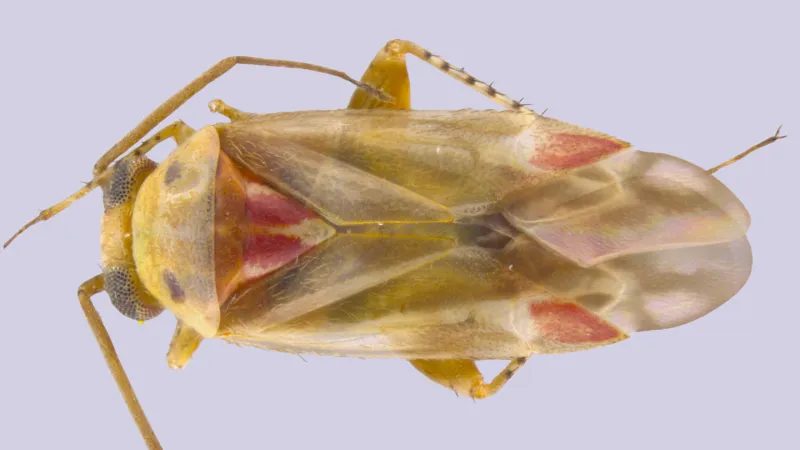 New Australian Bug Genus Swiftiephylus Named After Taylor Swift