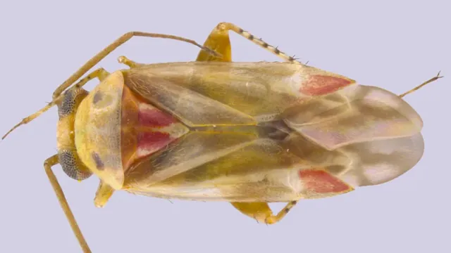 New Australian Bug Genus Swiftiephylus Named After Taylor Swift