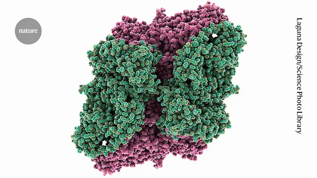 Dozens of Cell Ageing Studies Compromised by Wrong Antibody Use, Investigation Reveals