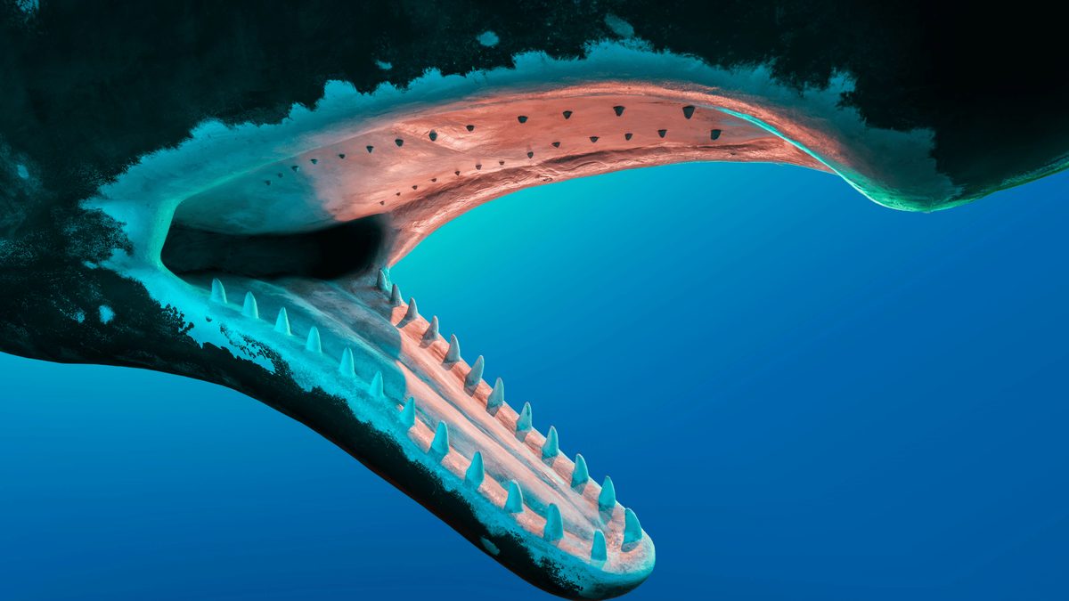 Whale Ingestion: Biologist Debunks Myth of Human Swallowing