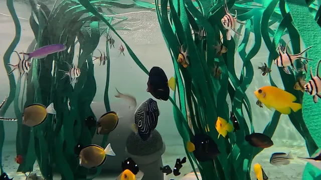Nearly 500 Rescued Animals Find New Home at Aquarium of the Pacific